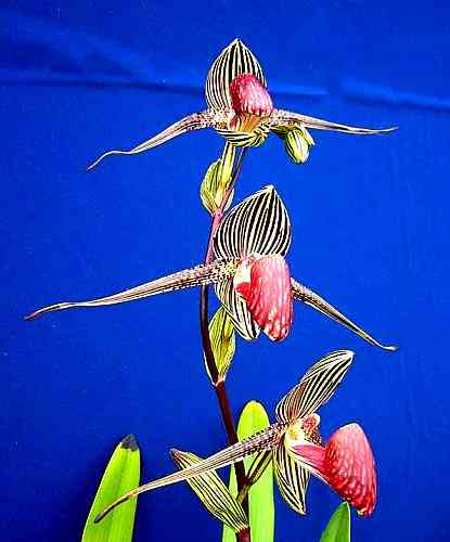 Paphiopedilum rothschildianum